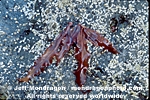 Red Algae images