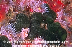 Green Algae/Seaweed photos