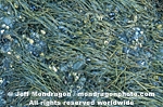 Brown Algae images