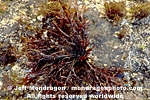 Red Algae pictures