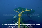 Elk Kelp photos