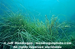 Surfgrass pictures