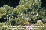 Seaweed/Brown Algae pictures