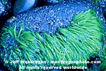 Green Rope Algae images