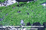 Green Algae images