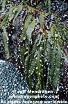 Feather Boa Kelp images
