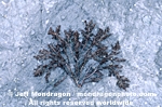 Red Algae photos