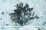 Red Algae images