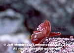 Cup and Saucer Algae images