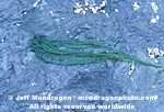 Green Algae images