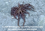 Red Algae photos