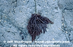 Red Algae pictures