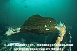 Brown Algae images
