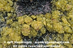 Sea Cauliflower images