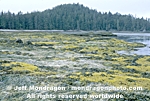 Intertidal Region photos