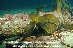 Brown Algae images