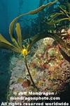 Brown Algae pictures