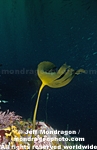 Brown Algae photos