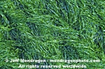 Green Algae images