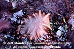 Red Algae pictures