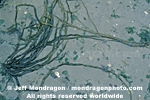 Brown Algae photos