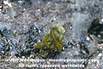 Brown Algae pictures