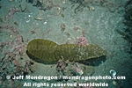Brown Algae photos