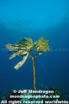Southern Sea Palm images