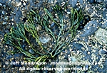 Brown Algae photos