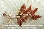 Red Algae images