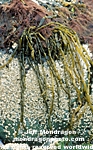 Brown Algae / Seaweed photos