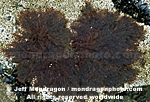 Red Algae / Seaweed images
