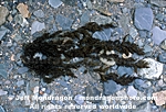 Northern Bladder Chain Kelp pictures