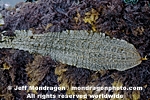 Five-Ribbed Kelp photos