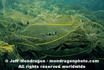 Ribbon Kelp images