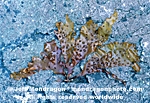 Red Algae/Seaweed images