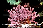 Articulated Coralline Algae images