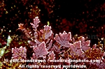 Articulated Coralline Algae pictures