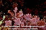 Articulated Coralline Algae photos