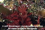 Red Algae / Seaweed images