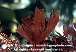 Red Algae / Seaweed photos