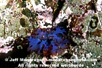 Red Algae / Seaweed pictures