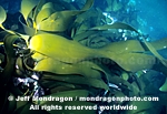 Kelp pictures