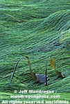 Surfgrass and Laminaria photos