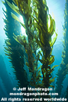 Giant Kelp Forest photos