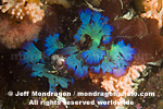 Seaweed Red Algae images