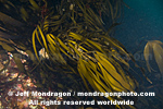 Seaweed Brown Algae photos
