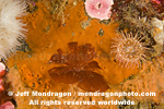 Red Algae seaweed pictures