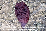 Red Algae pictures