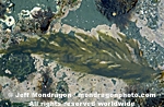 Acid Weed images
